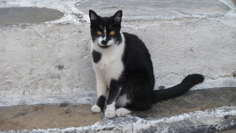 Mykonos cat 6.JPG
